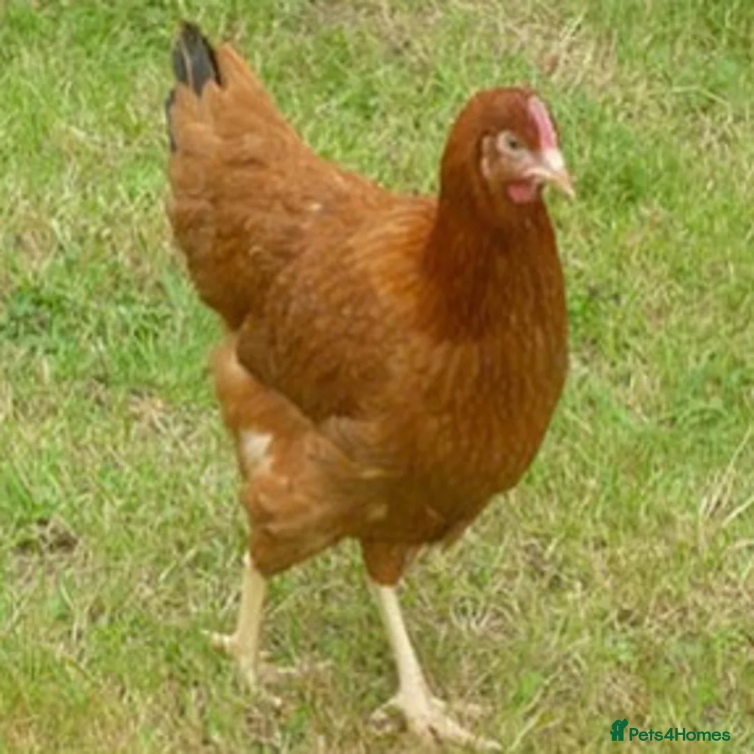 Chickens poultry for sale: Hybrid Hens Point of lay - Advert 3