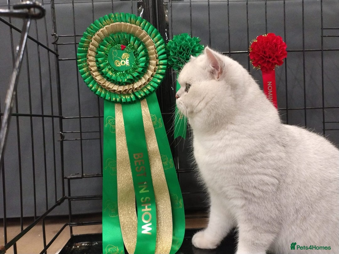 British Shorthair cats for sale: Beautiful registered British Shorthair boy - Advert 6