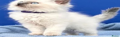 Ragdoll 2