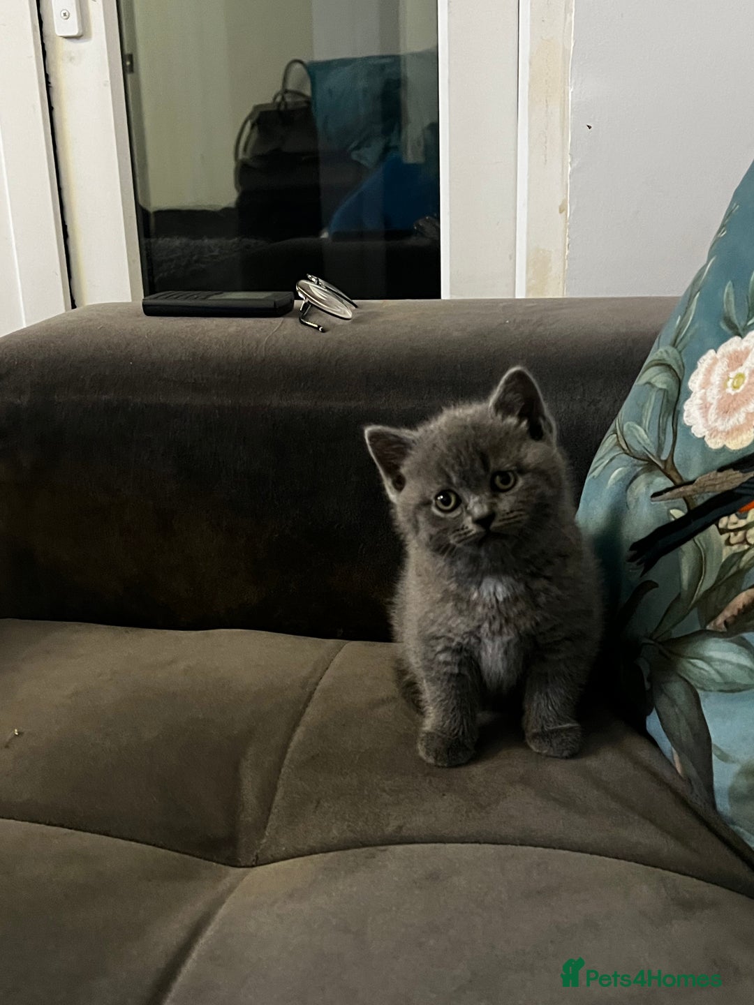 British Shorthair cats for sale: Beautiful British Shorthair Kittens Home Raised  - Advert 3