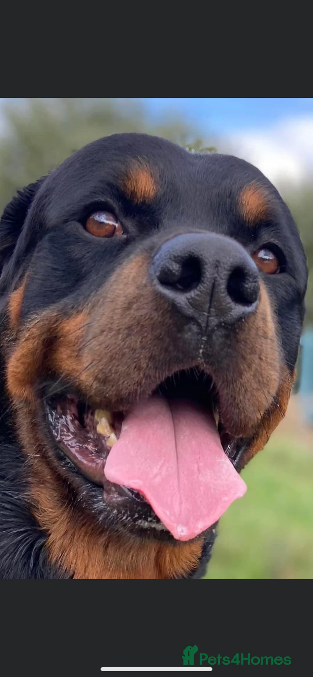 Rottweiler dogs for sale: Rottweiler pups ready to reserve.  - Advert 29