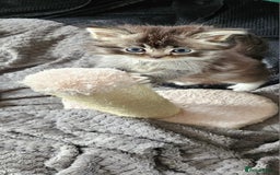 Mixed Breed cats for sale: Ragdoll x scottish fold kittens. Long haired - Image 15