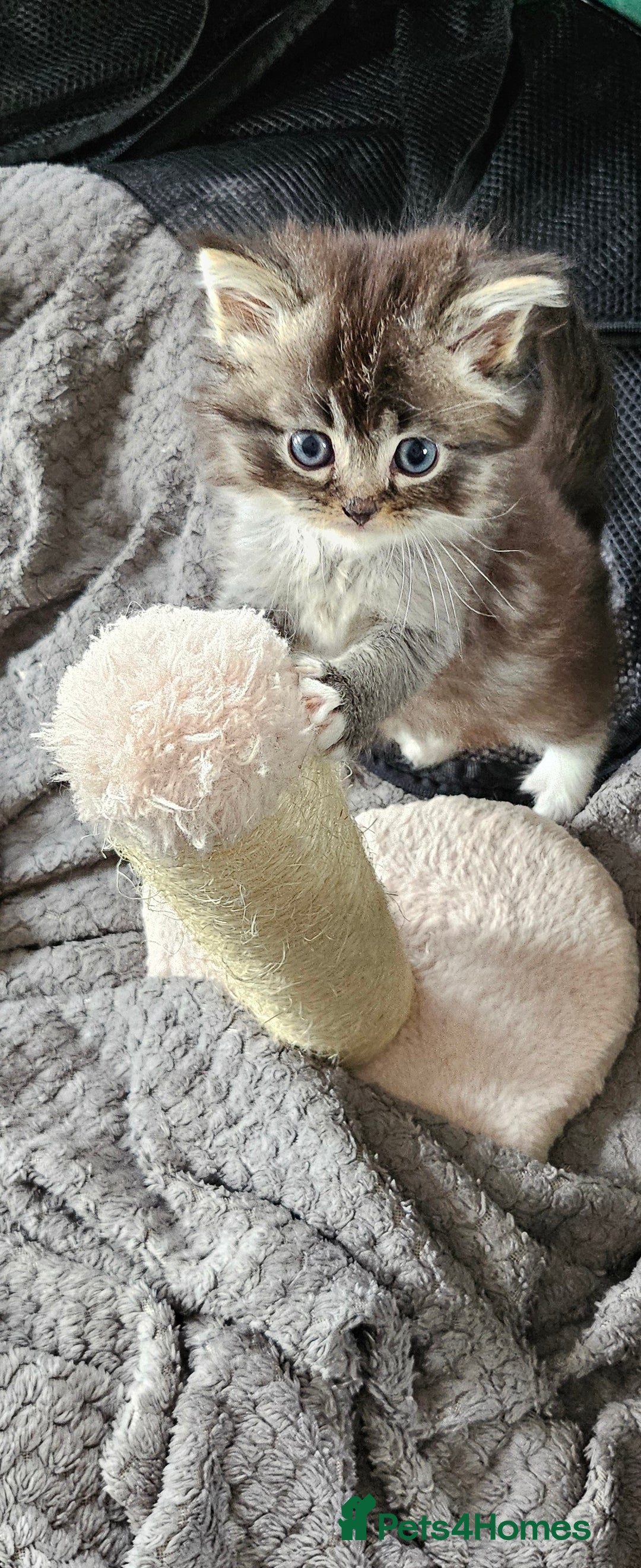 Mixed Breed cats for sale: Ragdoll x scottish fold kittens. Long haired - Image 15