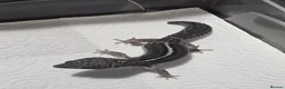 Leopard Gecko reptiles for sale: Black night leopard geckos  - Advert 8