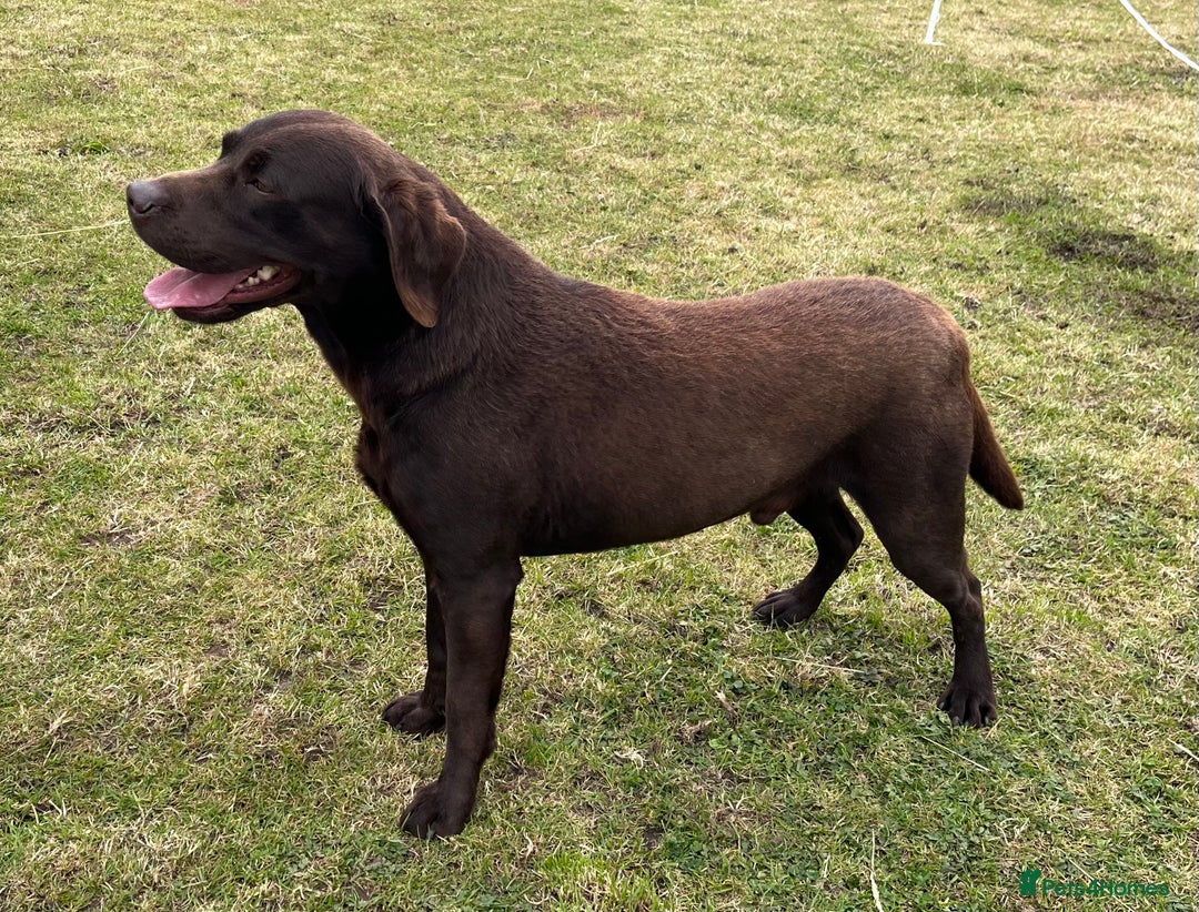 Labrador Retriever dogs for sale: KC registered chocolate Labrador  - Advert 6
