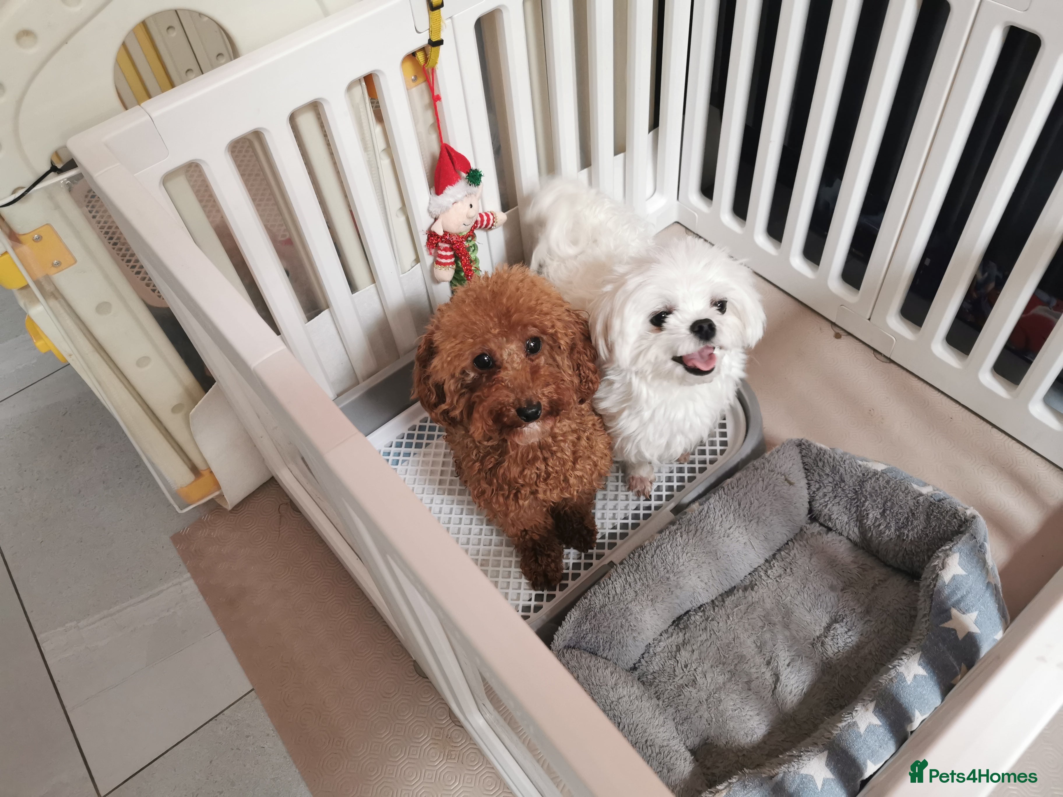 Maltipoo dogs Maltipoo F1 Toy Size, KC Parents, DNA Tested Clear - Advert 2