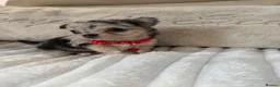 Chihuahua dogs for sale: Stunning litter of chihuahua babies!  - Advert 14