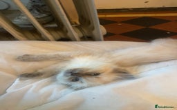 Ragdoll cats for sale: Ragdoll Female Kitten - Advert 2