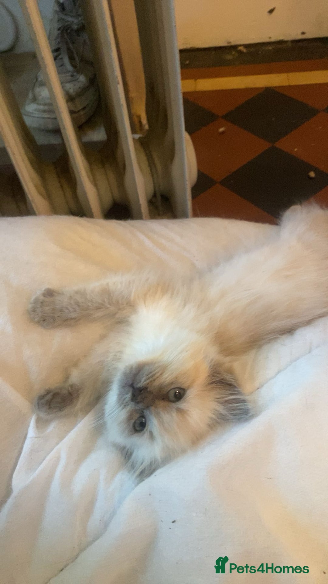 Ragdoll cats for sale: Ragdoll Female Kitten - Advert 2