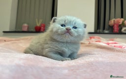Brazilian Shorthair cats for sale: Pedigree British Shorthair Kittens Golden & Lilac - Image 21