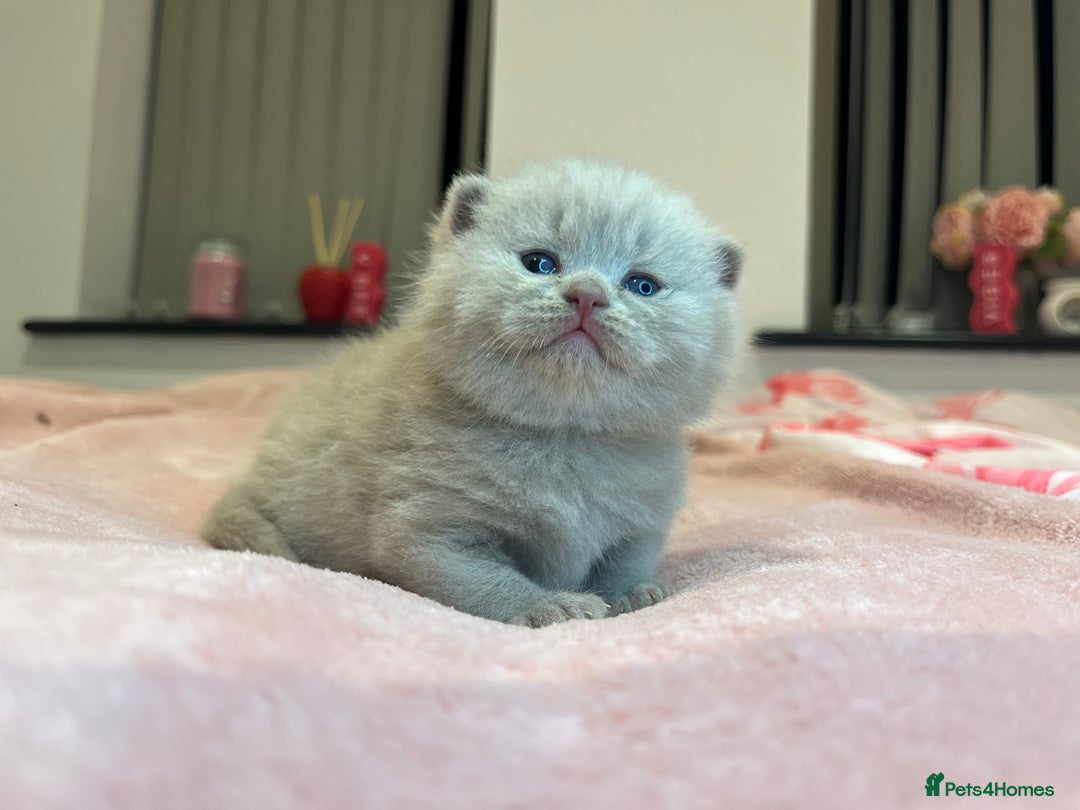 Brazilian Shorthair cats for sale: Pedigree British Shorthair Kittens Golden & Lilac - Image 21