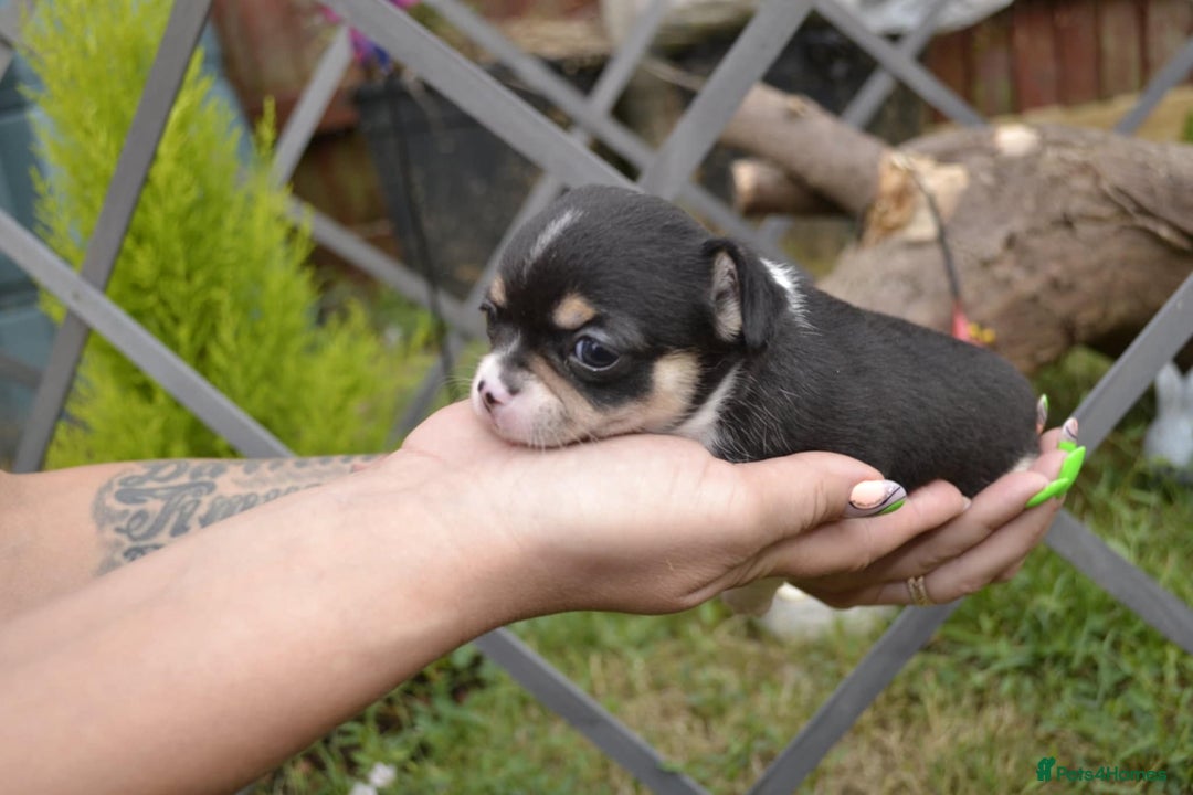 Chihuahua dogs for sale: 3 very beautiful puppy's  - Image 4