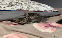 British Shorthair cats for sale: 3 tabby girls, 1 black boy - Image 1