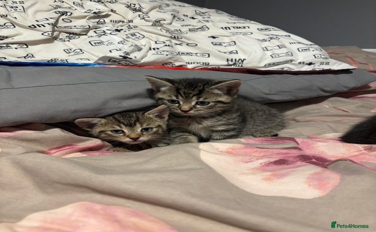 British Shorthair cats for sale - Advert 1