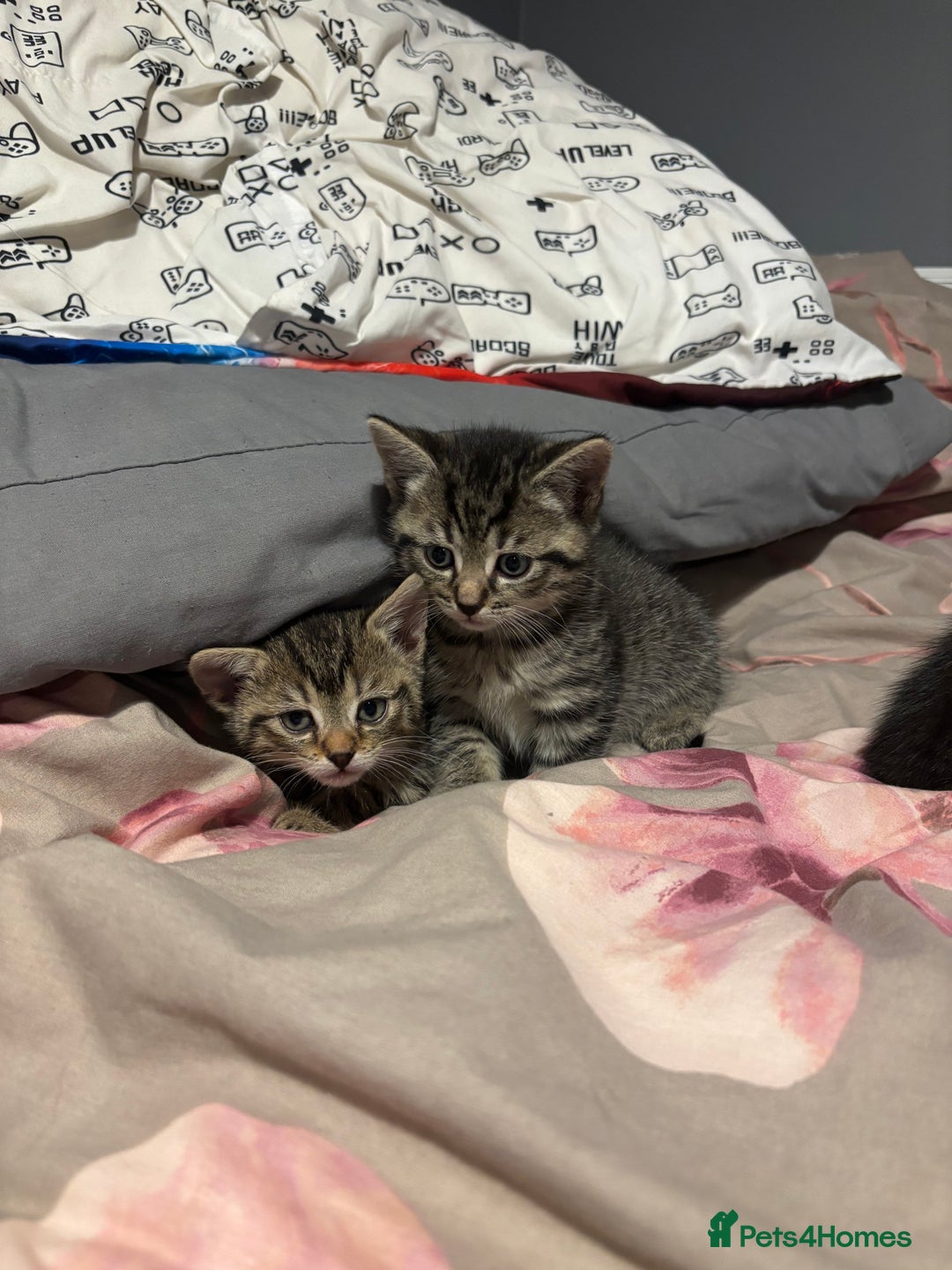 British Shorthair cats for sale: 3 tabby girls, 1 black boy - Image 1
