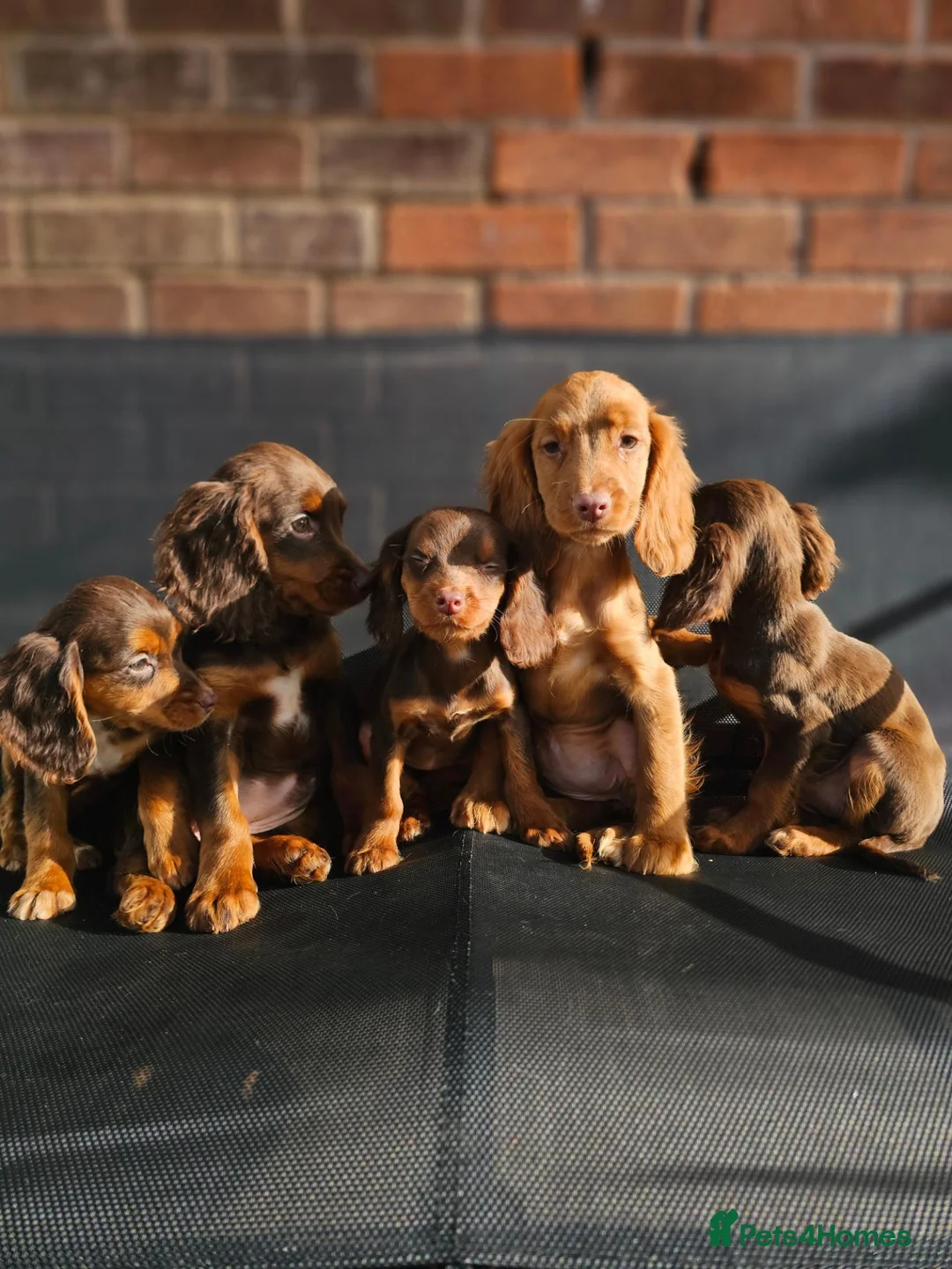 Cocker Spaniel dogs for sale: 6 beautiful working cocker spaniel puppys - Advert 2