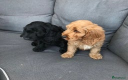 Cockapoo dogs for sale: Beautiful cockapoo puppies  - Image 13