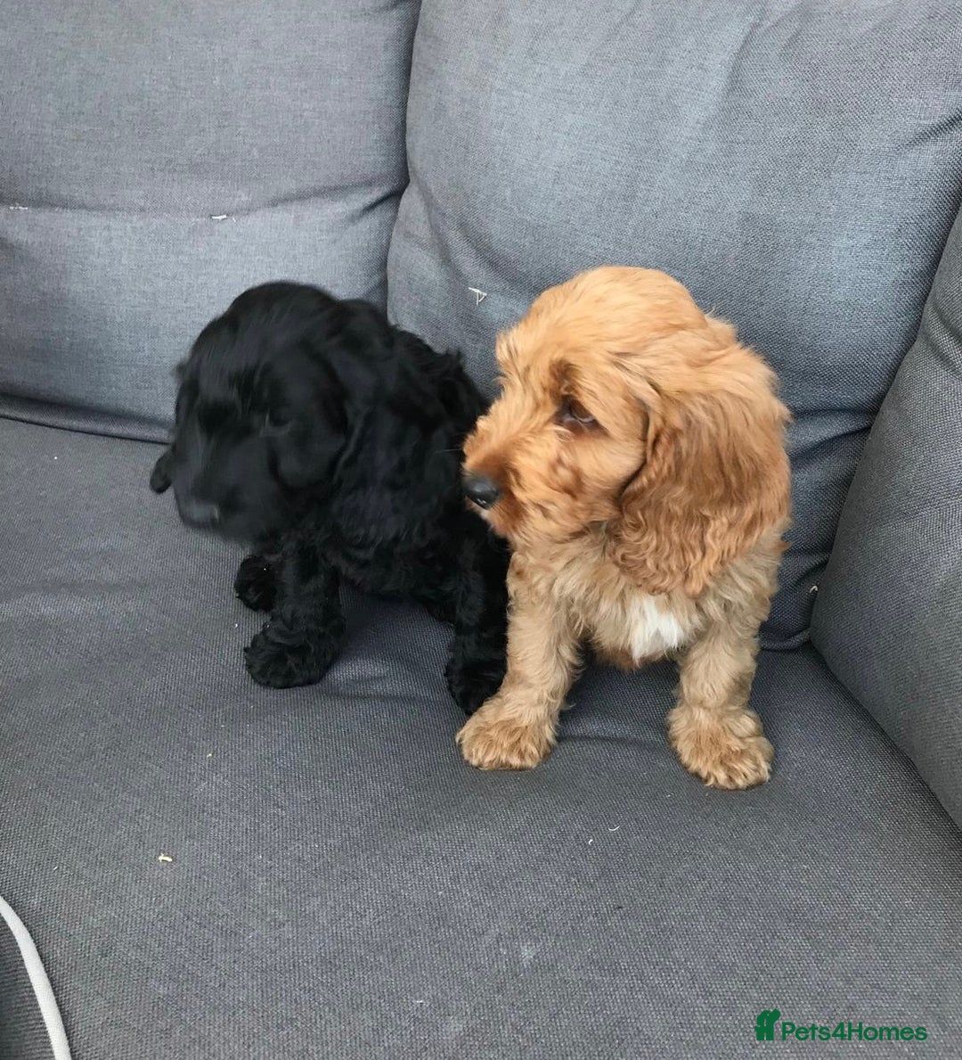 Cockapoo dogs for sale: Beautiful cockapoo puppies  - Image 13