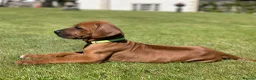 Rhodesian Ridgeback dogs for sale: Stunning Rhodesian Ridgeback Dog Puppy  - Advert 2