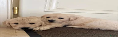 Golden Retriever 1