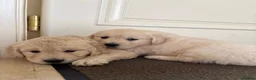 Golden Retriever dogs for sale: Beautiful cream golden retrievers for sale  in Baldock - Advert 3