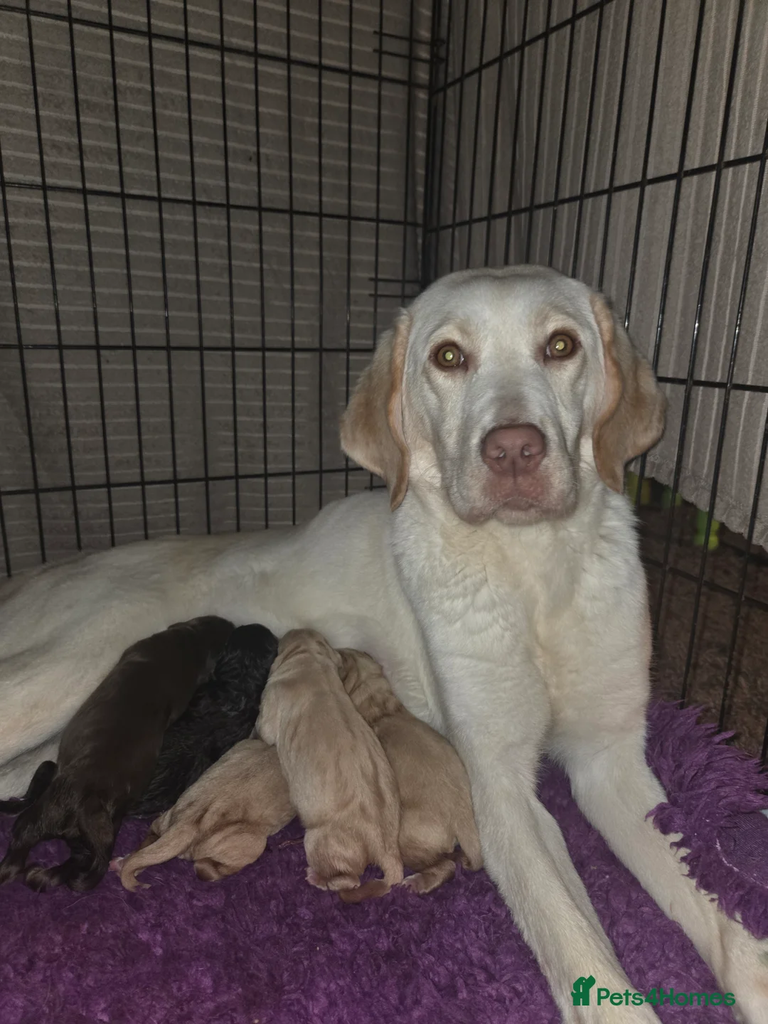 Labrador Retriever dogs for sale: Kc Registered quality labrador puppies - Advert 1