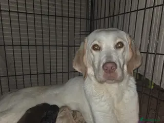 Labrador Retriever dogs Kc Registered quality labrador puppies - Advert 1