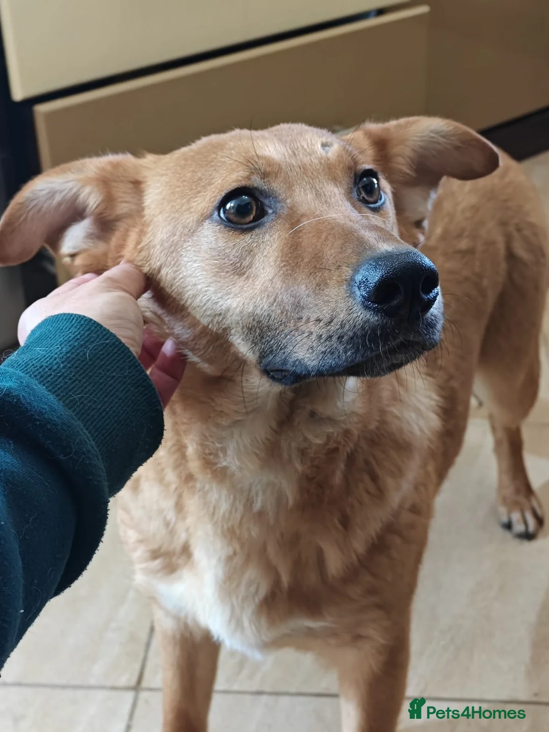 Mixed Breed dogs for adoption: ❤️🐶 YARA – GENTLE, EASY, JUST LOVELY TO LIVE WITH in Burton-on-Trent - Advert 21