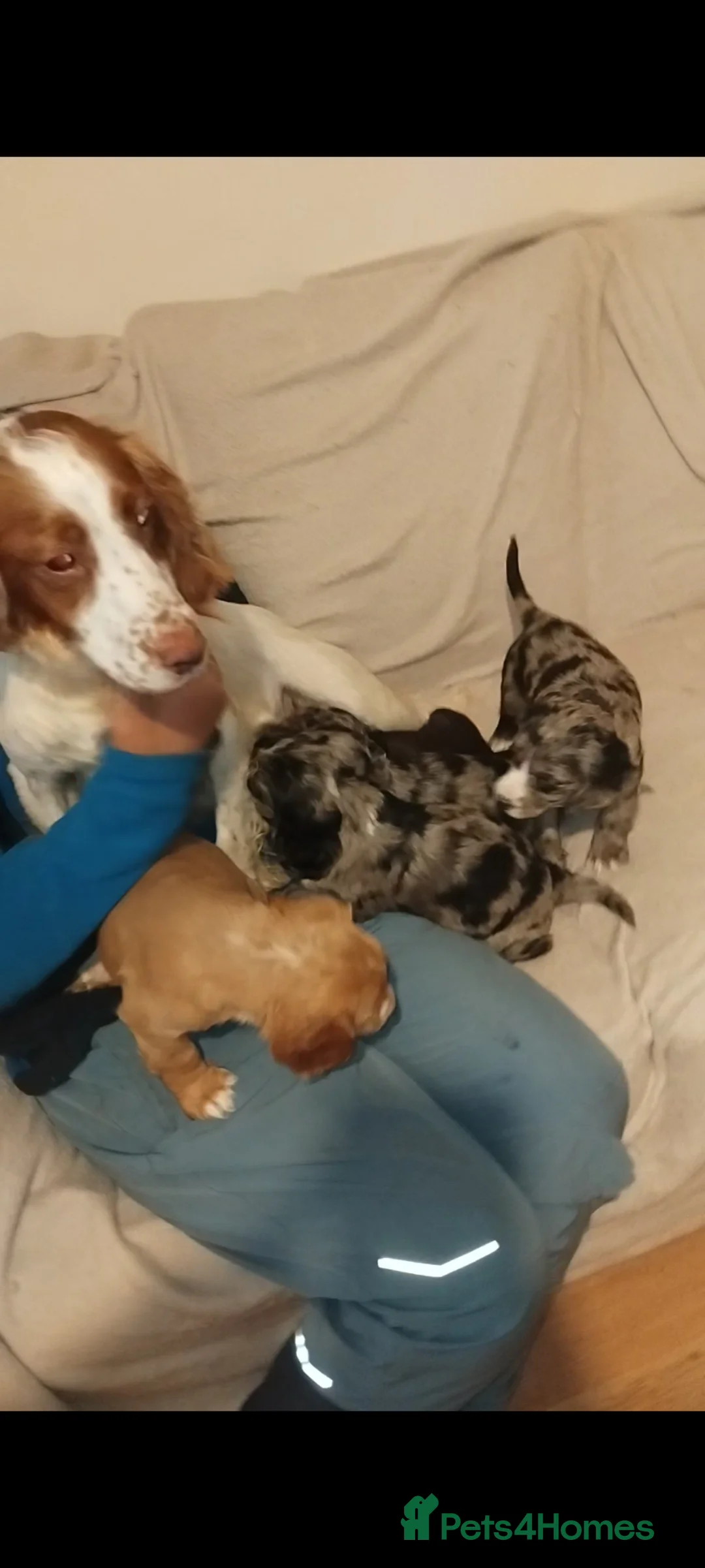 Cocker Spaniel dogs for sale: Cocker spaniel puppies  - Advert 18