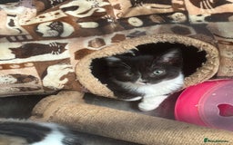 Mixed Breed cats for sale: Friendly Kittens available  - Image 6