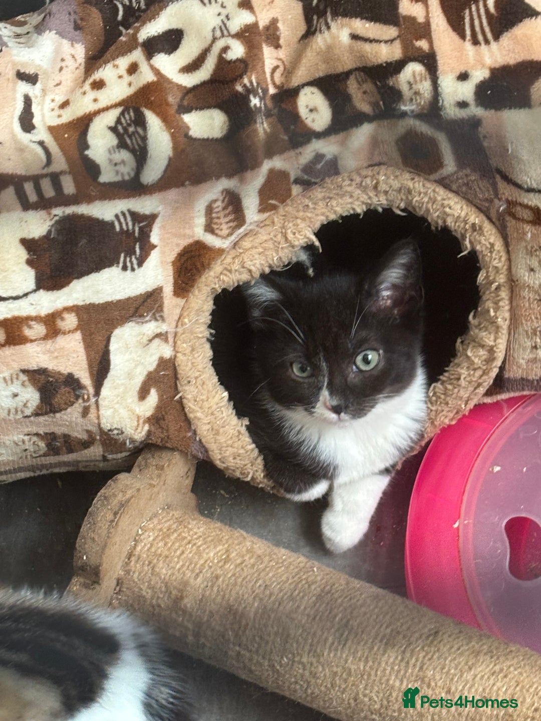 Mixed Breed cats for sale: Friendly Kittens available  - Image 6