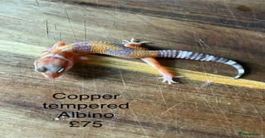 Leopard Gecko reptiles - Advert 6