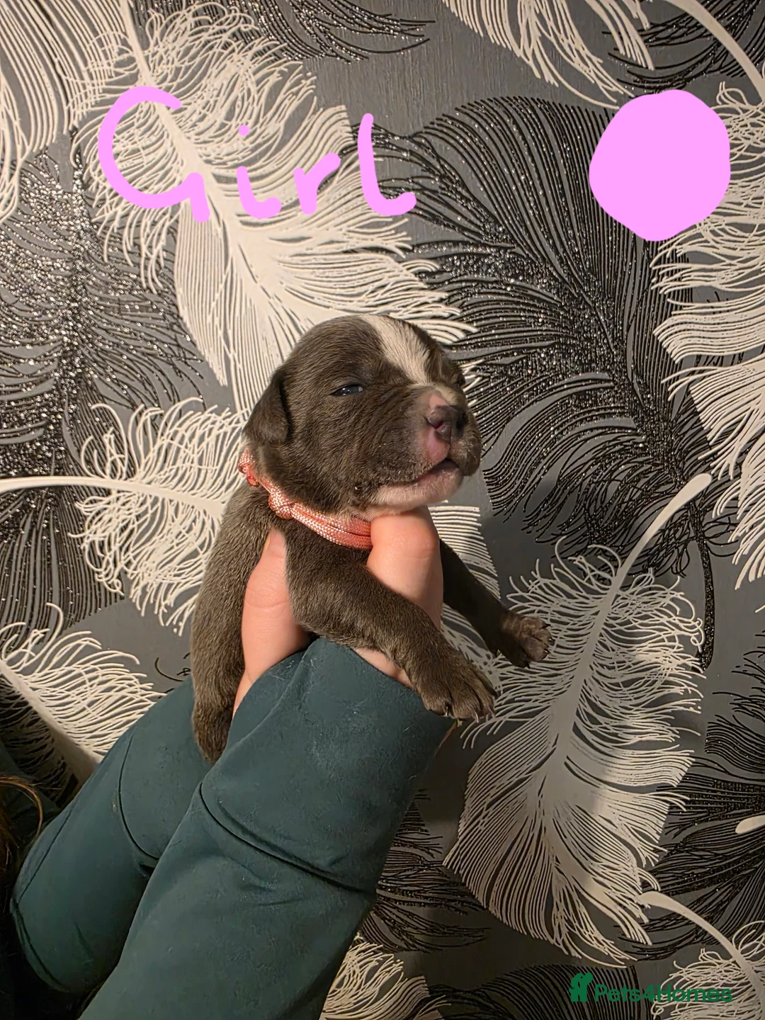 Staffordshire Bull Terrier dogs for sale: Staffordshire bull terrier pups  - Advert 2