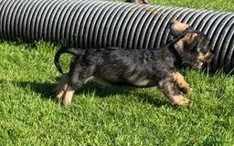 Dachshund dogs for sale: Standard Wire Haired Dachshunds - Image 30