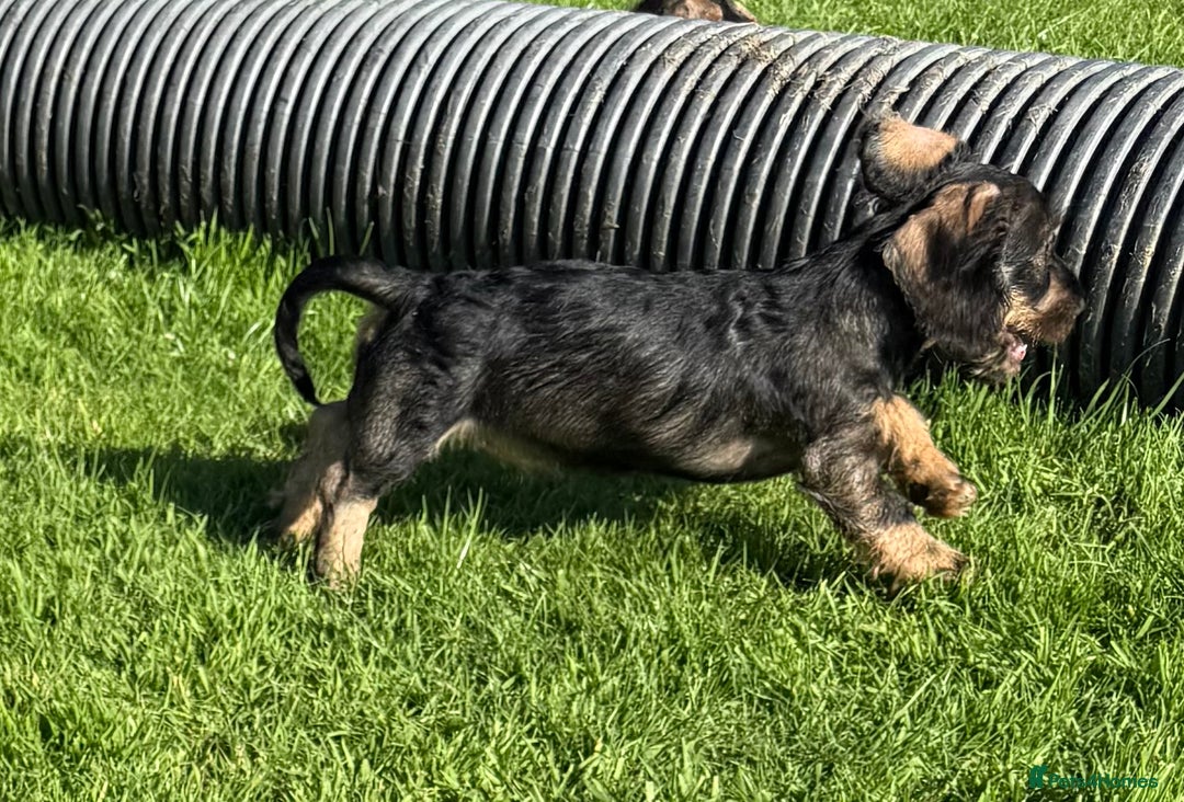 Dachshund dogs for sale: Standard Wire Haired Dachshunds - Image 30