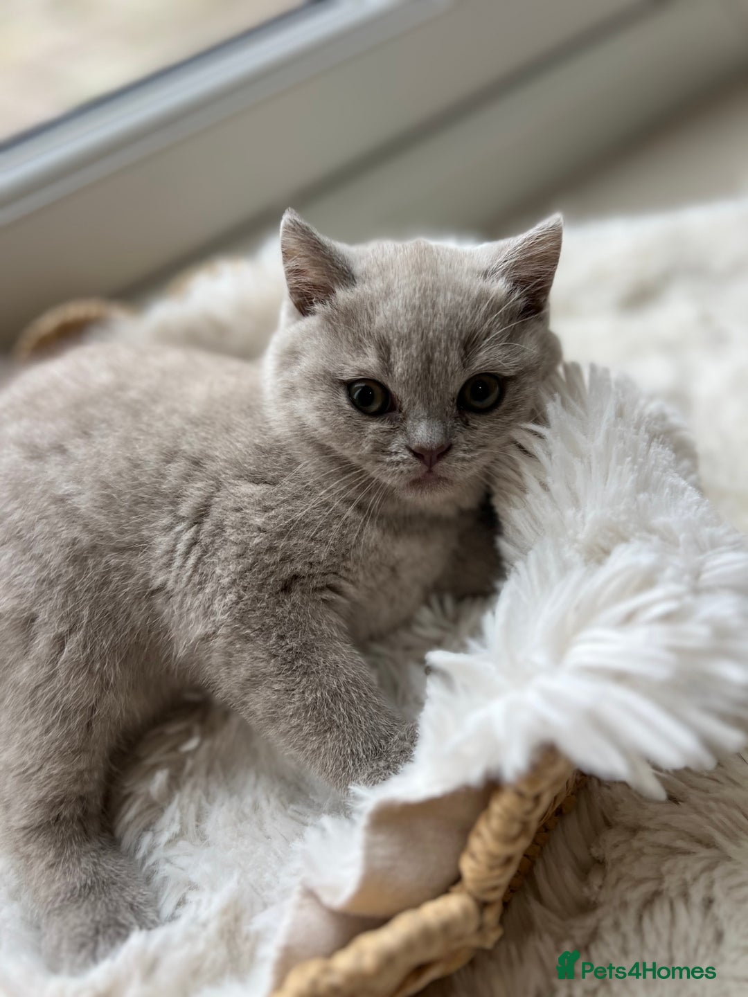 British Shorthair cats for sale: British shorthair kittens - Advert 2