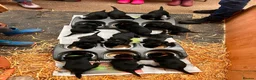 Flat coated Retriever dogs for sale: Fabulous litter of flatcoated retriever puppies - Advert 5