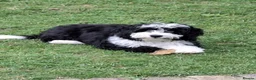 Bernedoodle dogs for sale: True Miniature sized Bernedoodles  - Advert 14
