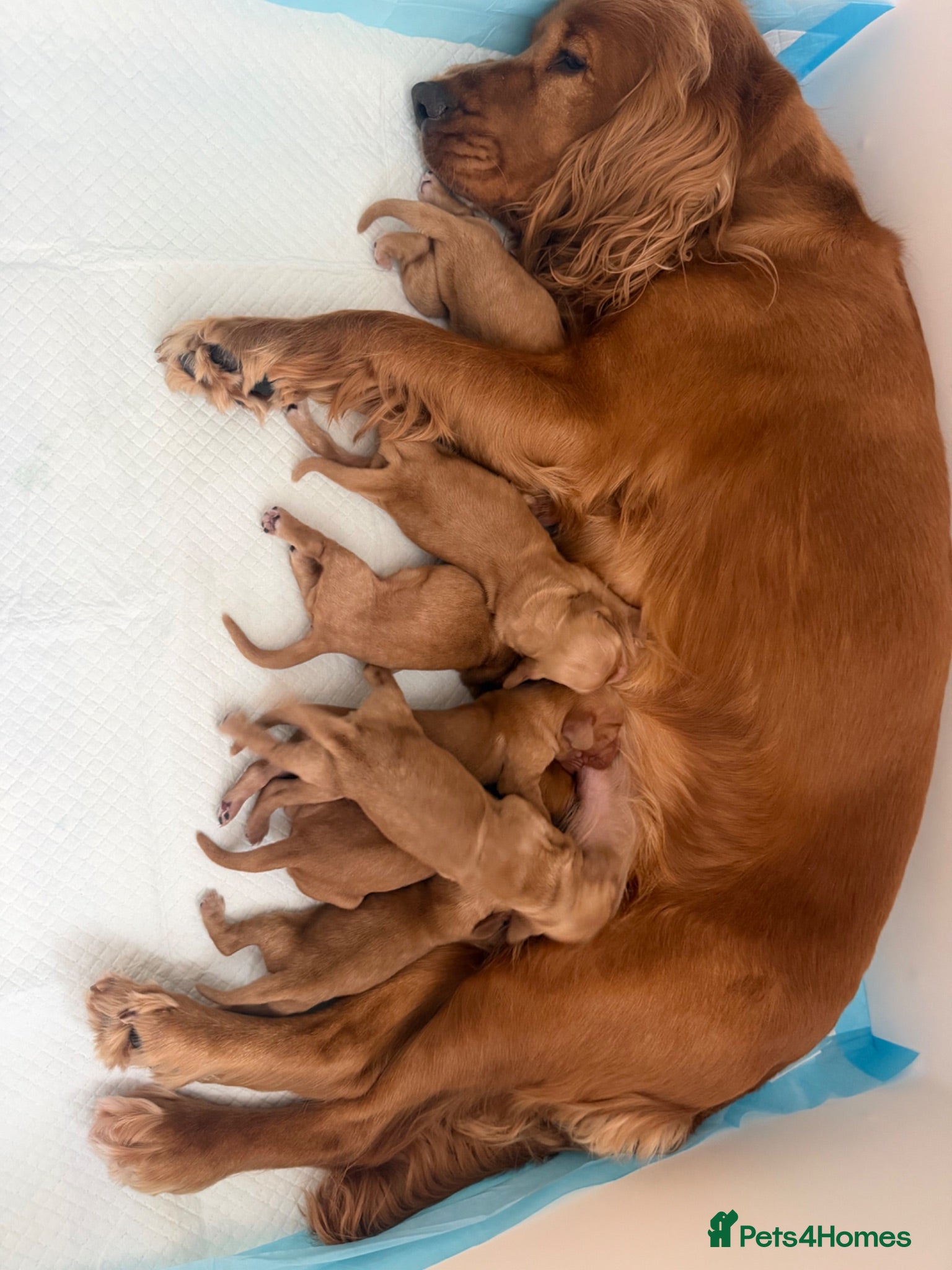 Cocker Spaniel dogs 🌟🌟🌟Beautiful English Gold Show Cocker Spaniel  - Advert 2