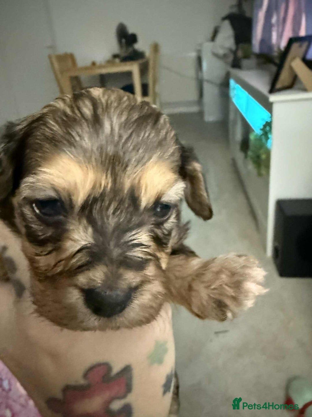 Mixed Breed dogs for sale: Final beauty left from the litter - Advert 9