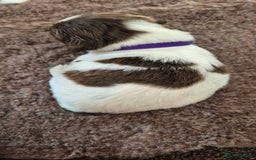 English Springer Spaniel dogs for sale: English Springer Spaniel Puppies  - Image 14
