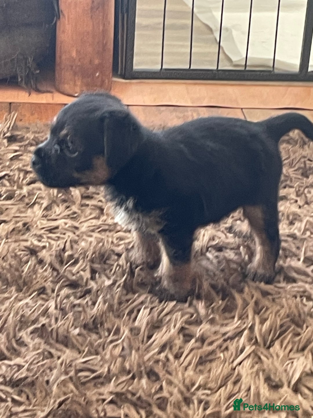 Border Terrier dogs for sale: Border Terrier puppies  - Image 5