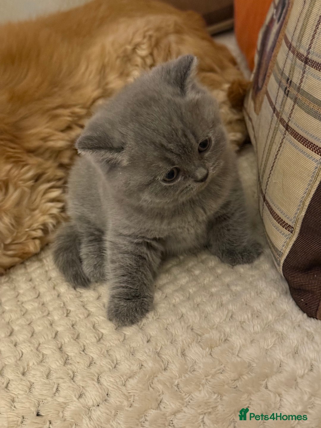 British Shorthair cats for sale: Blue British Shorthair Girl-GCCF-Stunning Baby - Advert 7
