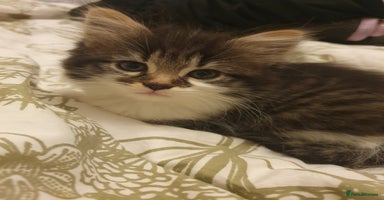 Mixed Breed cats - Advert 13