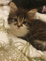 Mixed Breed cats - Advert 3