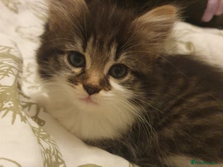 Mixed Breed cats - Advert 1