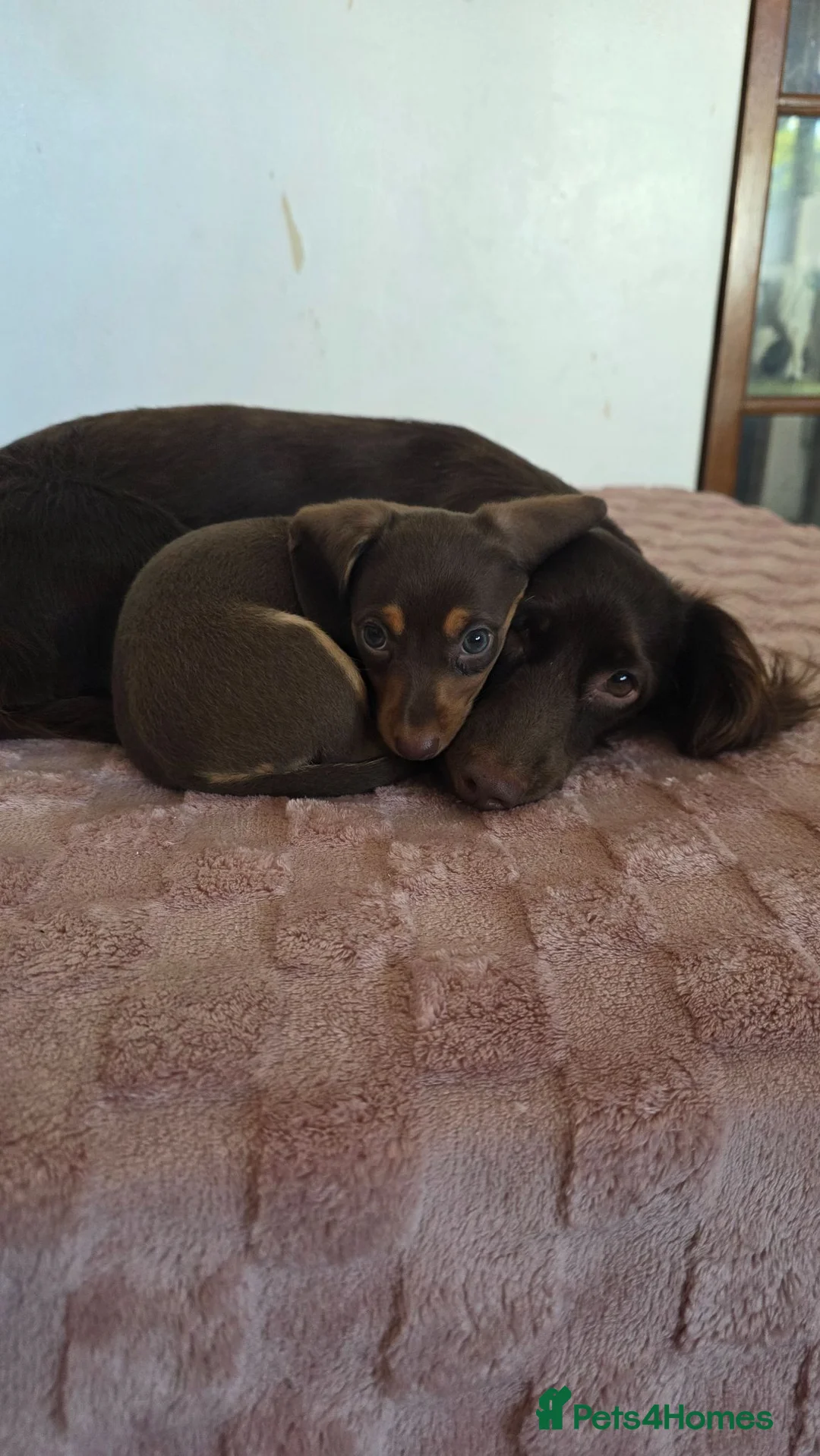 Miniature Dachshund dogs for sale: Mini dashunds puppies in Canterbury - Advert 2