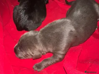 Cane Corso dogs Canecorso pups for sale - Advert 1