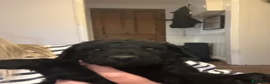 Labradoodle 5