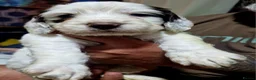 Cockapoo dogs for sale: Beautiful cockapoo pups in Salisbury - Advert 5